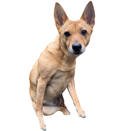Il y a aussi un 台灣犬